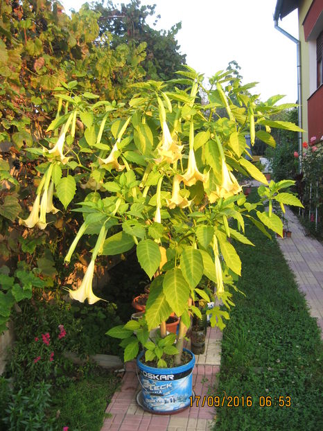 Picture 7335 - 3 BRUGMANSIA