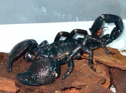 Scorpion pret 150 Euro - Animale exotice