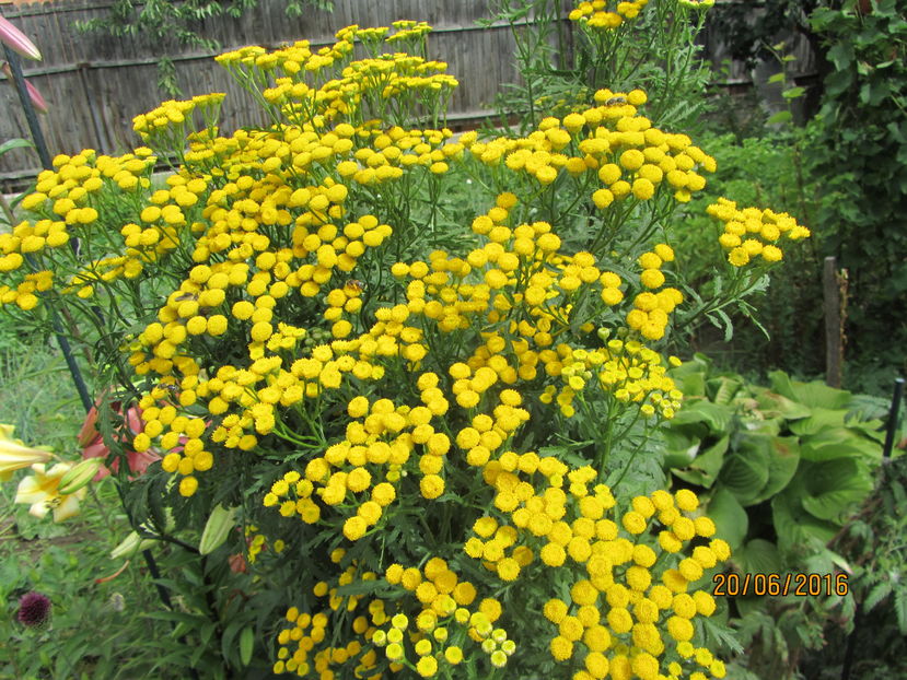 Tanacetum vulgare - 2 vara