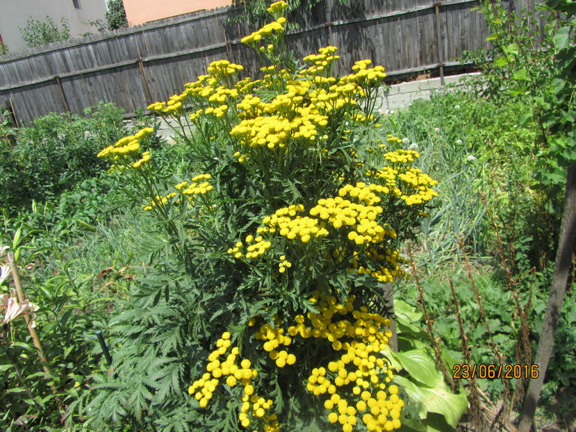 Achillea filipendula (6) - 2 vara