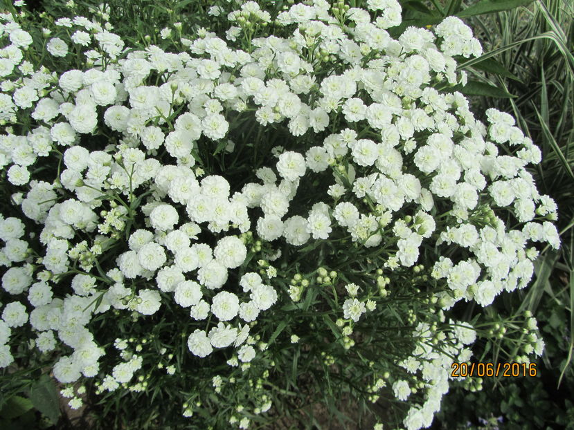 Achillea ptarmica (2) - 2 vara