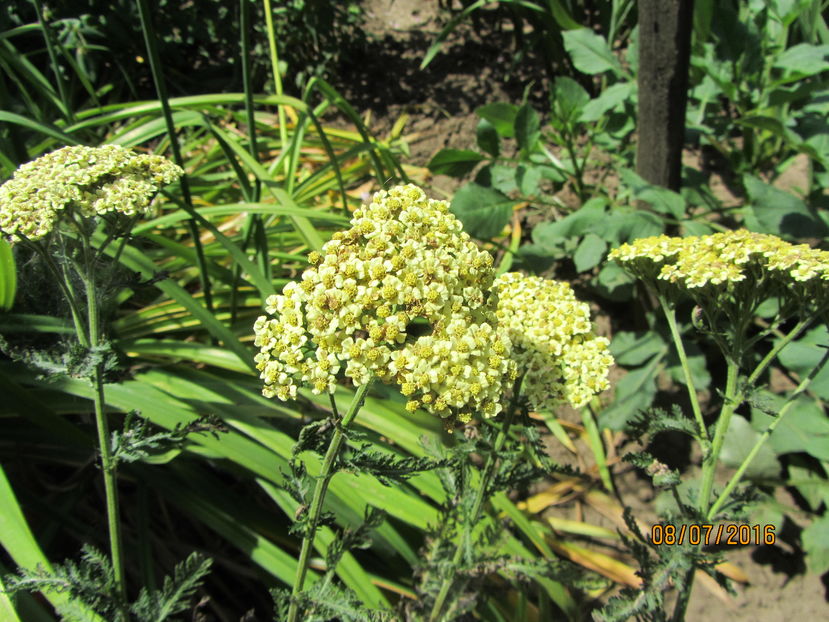 Achillea millefolium (2) - 2 vara