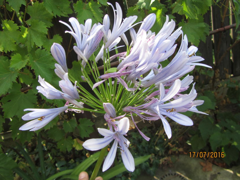 Agapanthus (5)