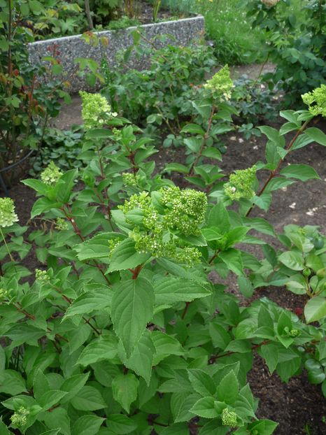  - Hydrangea Paniculata