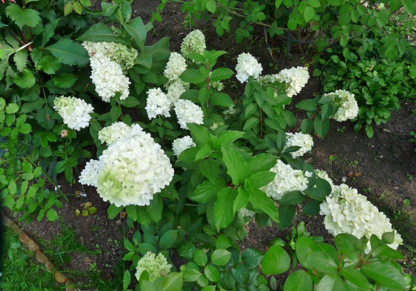  - Hydrangea Paniculata