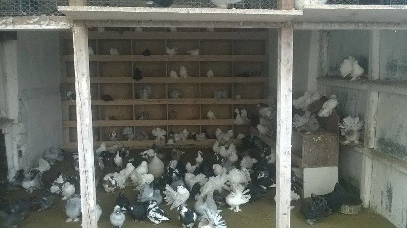 15240140_1272435352813878_1498216482_n