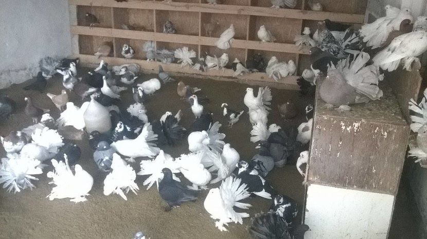 15281824_1272435212813892_1059572492_n