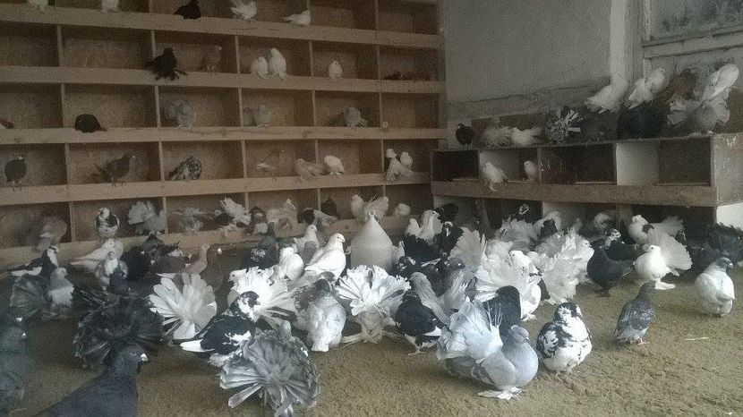 15281928_1272435189480561_91731162_n