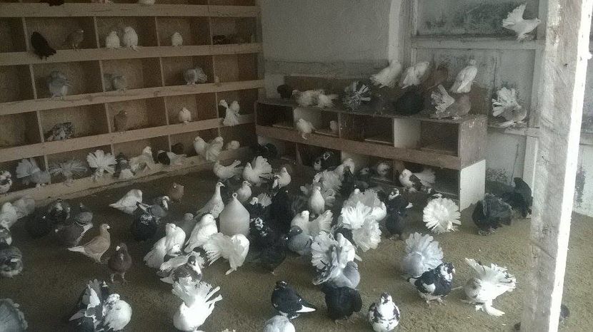 15319429_1272435229480557_1690089392_n