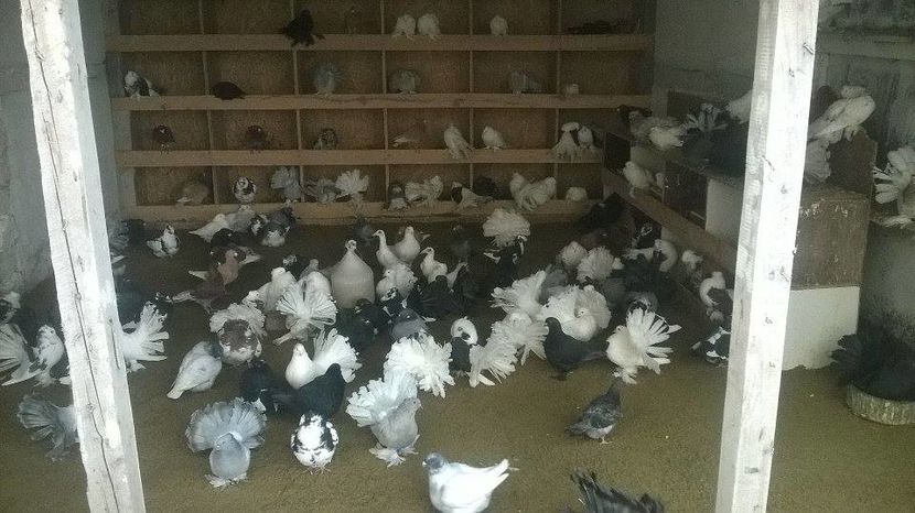 15319553_1272435119480568_945734504_n