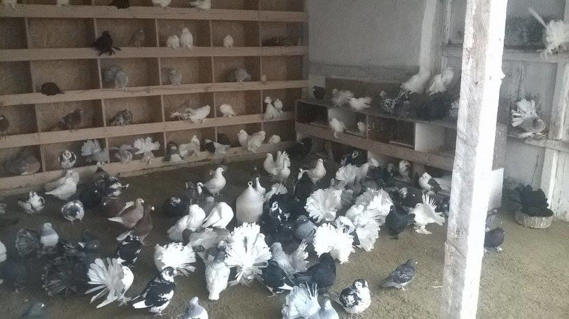 15320336_1272435166147230_1556288968_n