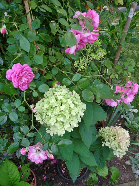  - Hydrangea Paniculata