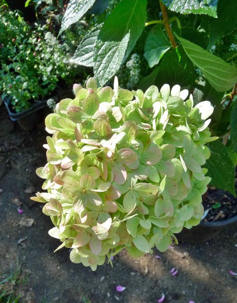 P2020236 - Hydrangea Paniculata