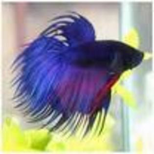 betta pret 20 euro - Pesti