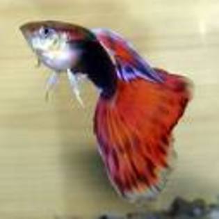 guppy pret 15 euro - Pesti