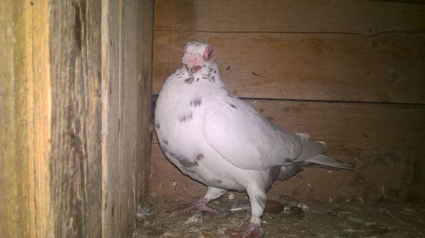 F 2015 - CARUNCULATI MATCA 2017