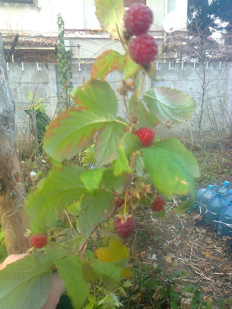Zm. Opal,30.11.2016 - Gradina mea