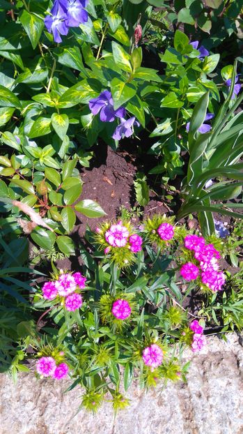 Vinca major si Dianthus barbatus - Perene