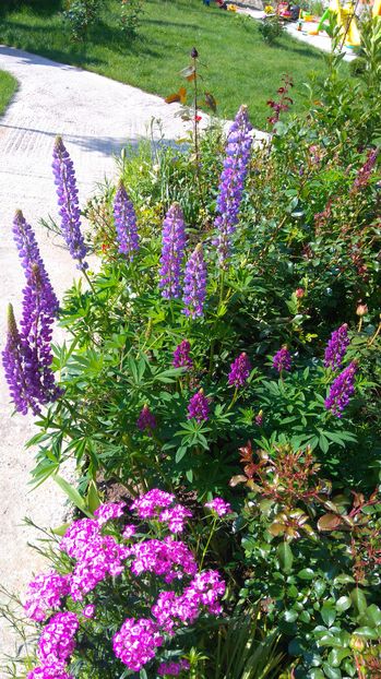 Lupinus polyphyllus si Dianthus barbatus - Perene