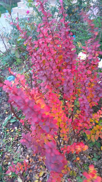 Berberis thunbergi - Arbori -arbusti ornamentali de exterior si liane