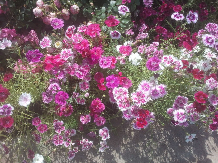 Dianthus chinensis