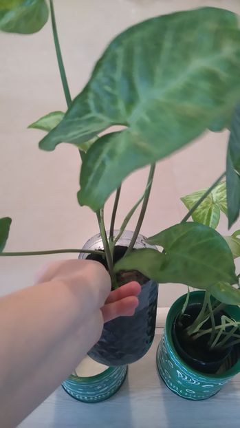 10 Ron / Syngonium - Plante de interior - cele cu pret afisat sunt disponibile