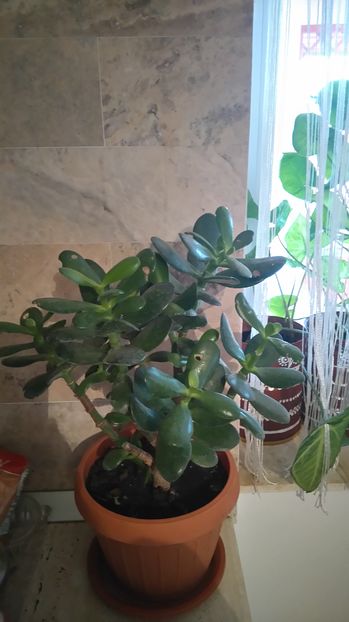 Crassula ovata- Arbore de jad - Plante de interior - cele cu pret afisat sunt disponibile