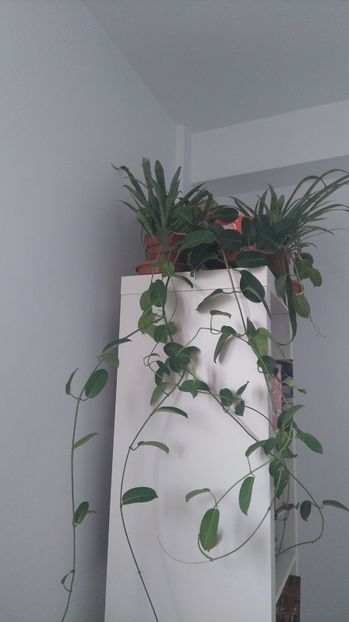 Stephanotis jasminoides - iasomia de apartament - Plante de interior - cele cu pret afisat sunt disponibile