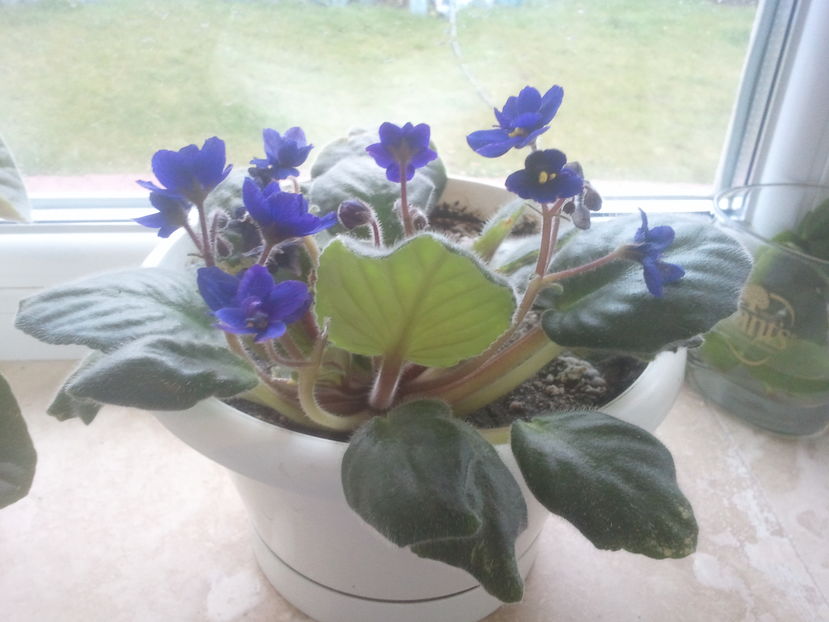 Violeta - Plante de interior - cele cu pret afisat sunt disponibile