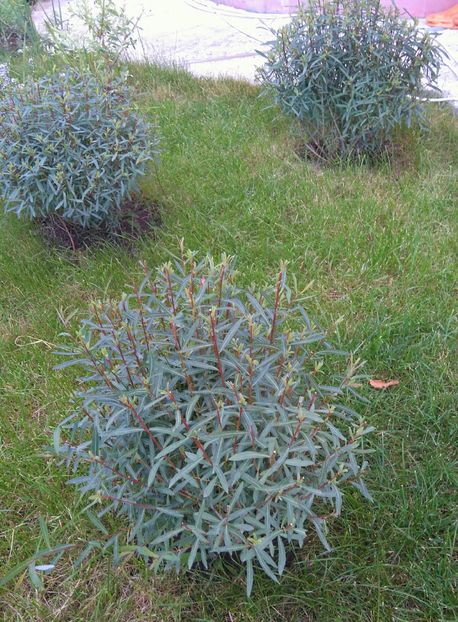 Salix gracilis 15 Ron; Disponibile si  plante mai mici- 10 Ron
