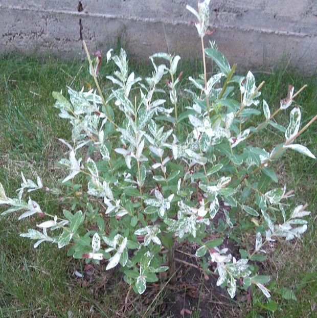 Salix integra Hakuro Nisiki 15 Ron; Disponibile si plante mai mici 10 Ron
