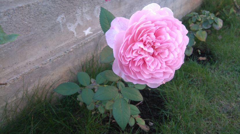 Alnwick  castle rose; Harnicut din primul an, floare mare
