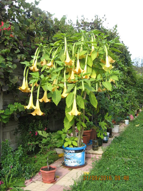 Picture 7406 - 3 BRUGMANSIA