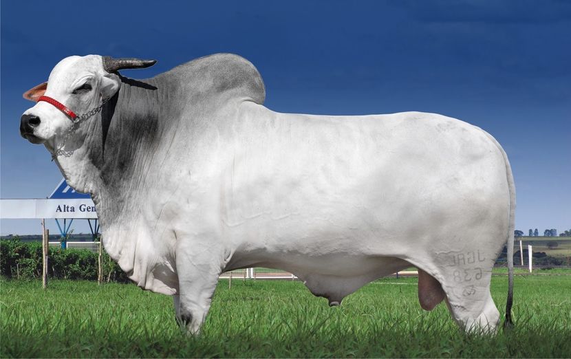 zebu