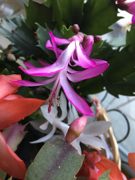  - Craciunita 2016schlumbergera cactusul craciunului