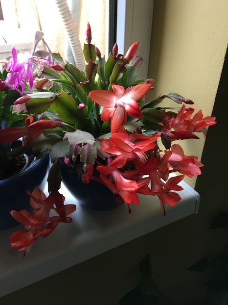  - Craciunita 2016schlumbergera cactusul craciunului