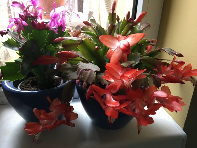  - Craciunita 2016schlumbergera cactusul craciunului