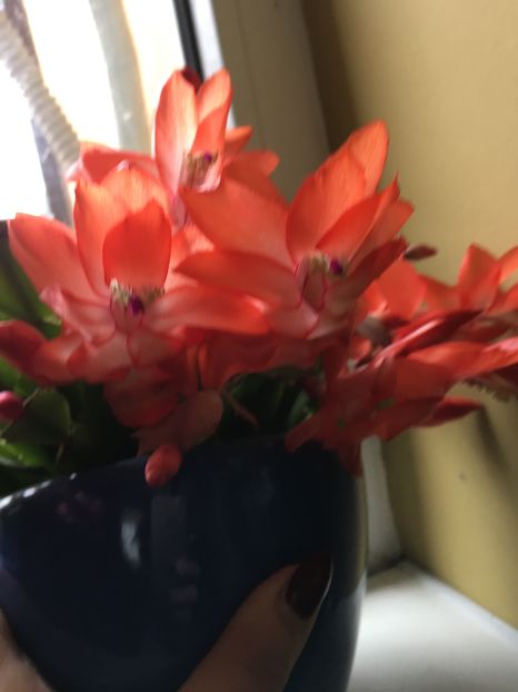  - Craciunita 2016schlumbergera cactusul craciunului