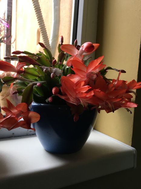  - Craciunita 2016schlumbergera cactusul craciunului