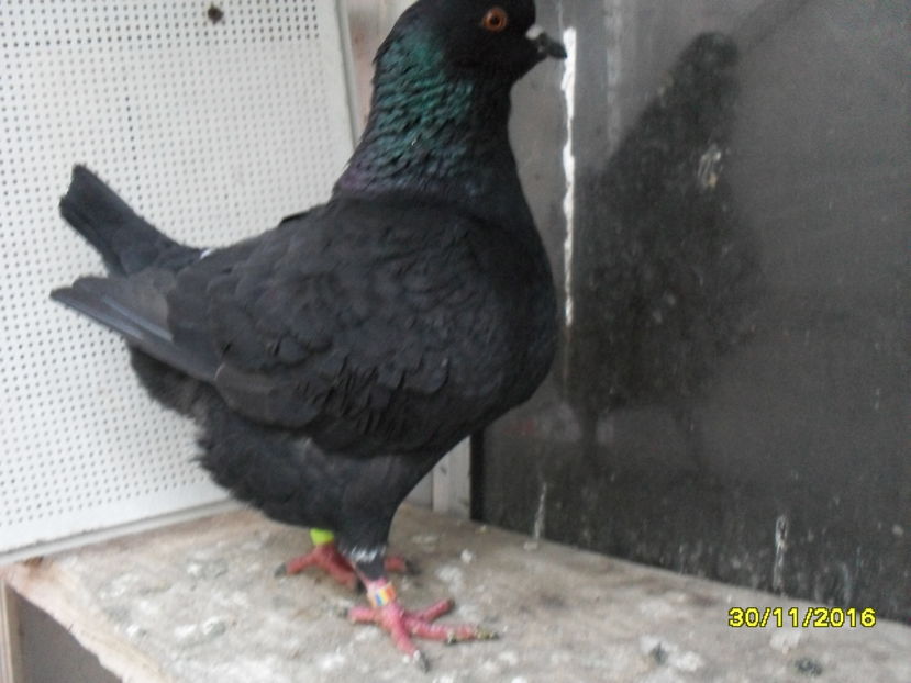 SDC14421 - pasari si porumbei ce detin in prezent