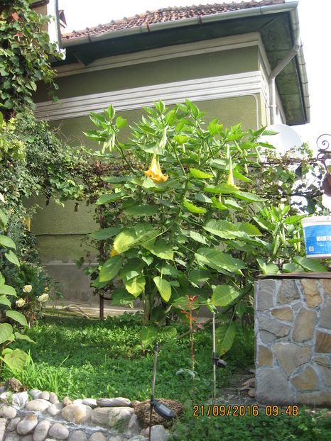 Picture 7407 - 3 BRUGMANSIA