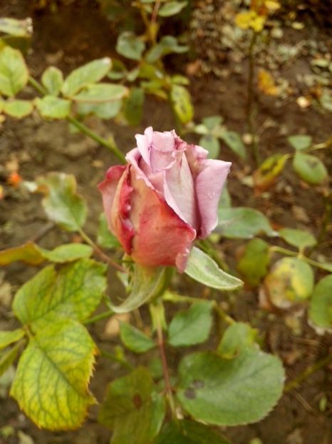 15168786_1082314638581696_1110823884688485316_o - 0 TRANDAFIRI 2016