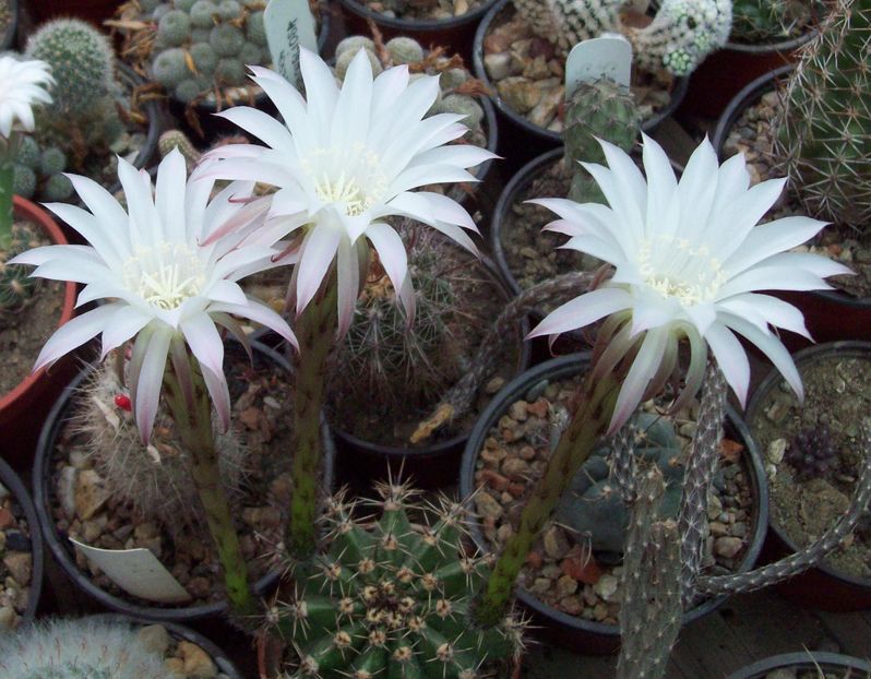 Echinopsis sp. - Cactusi