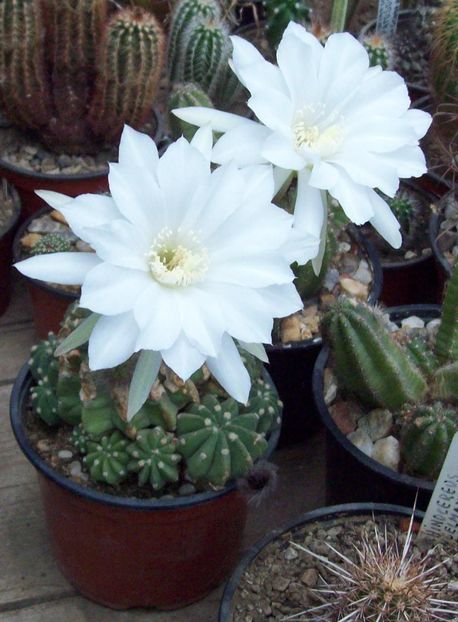 Echinopsis subdenudata