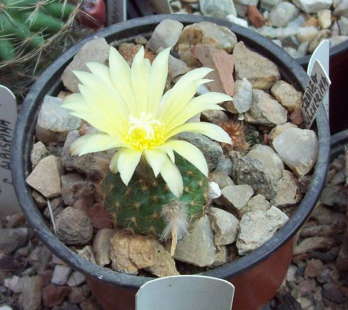 Frailea pulcherrima - Cactusi