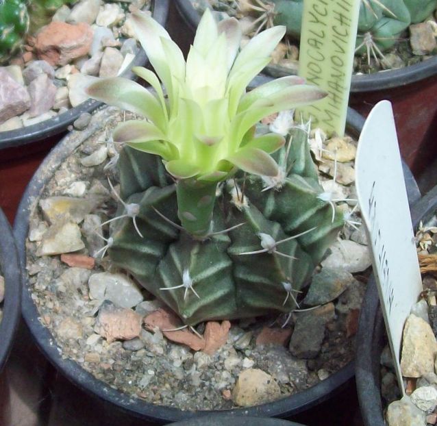 Gymnocalycium mihanovichii - Cactusi