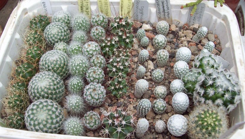 Plante repicate - Cactusi