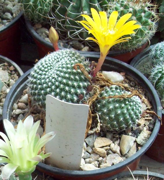 Rebutia krainziana v. aureiflora - Cactusi