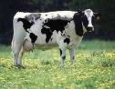 vaca pret 5.000 euro - Animale de ograda