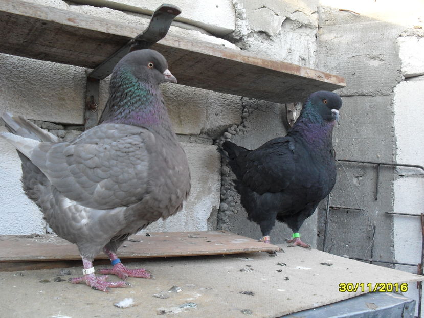 SDC14422 - pasari si porumbei ce detin in prezent